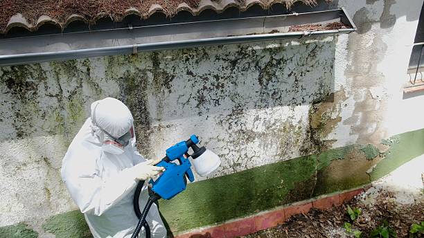 Top rated local Mold Remediation specialists in White Post, VA